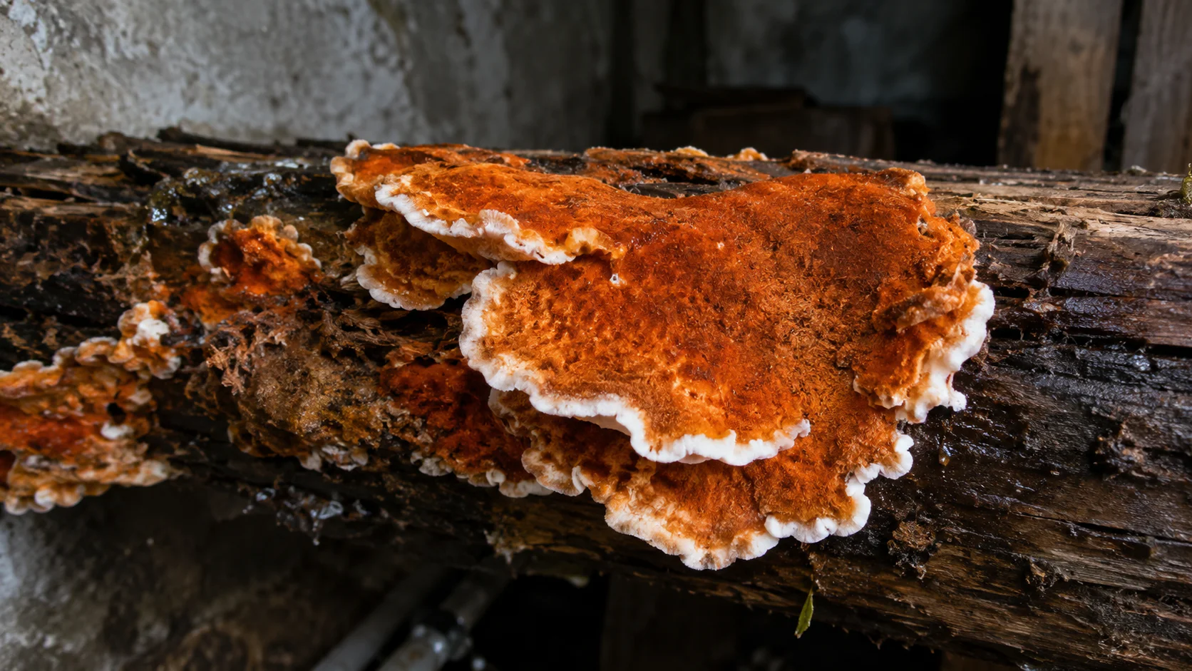Fructification orangée de la mérule sur planche en bois