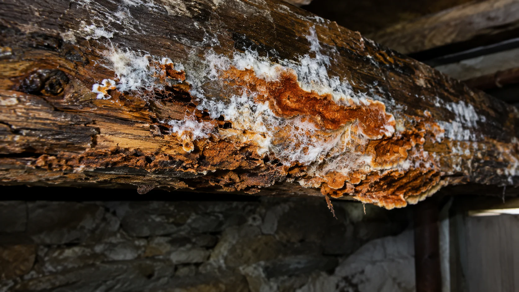 Champignon mérule sur poutre en bois dégradée