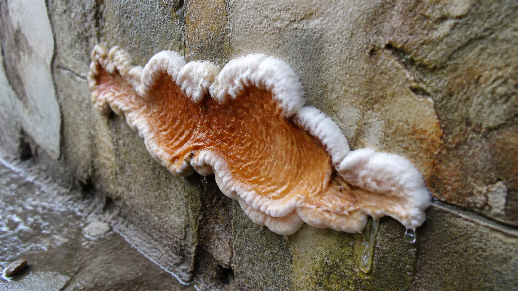 Fructification orange-brique de mérule sur un mur humide