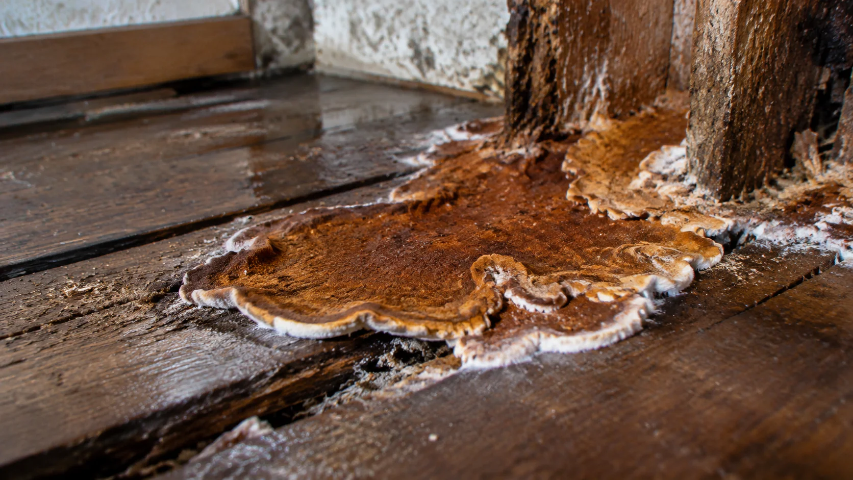 Champignon mérule brun-orangé sur plancher en bois ancien