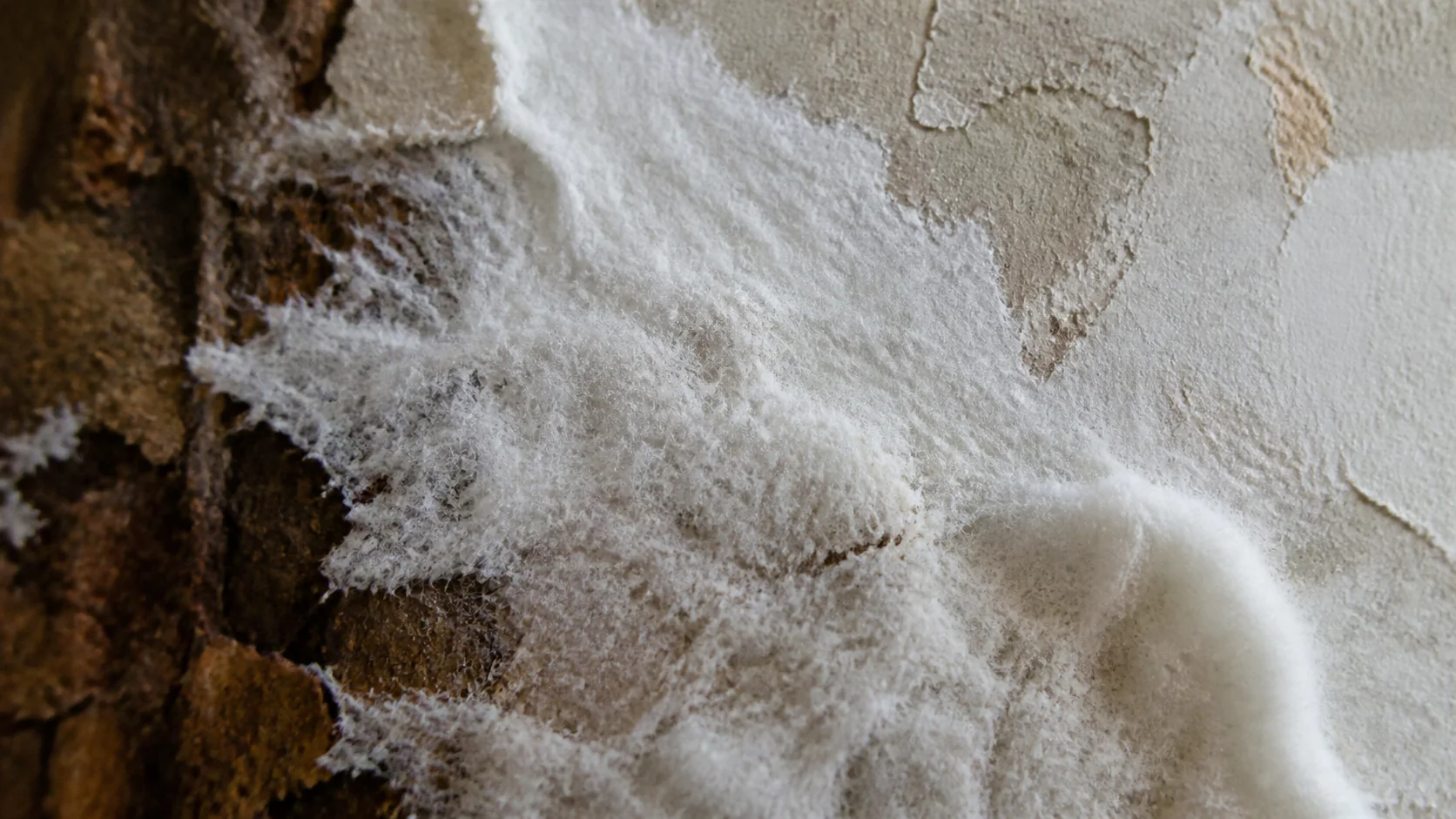 Gros plan sur du mycélium blanc de mérule sur une cloison en plâtre