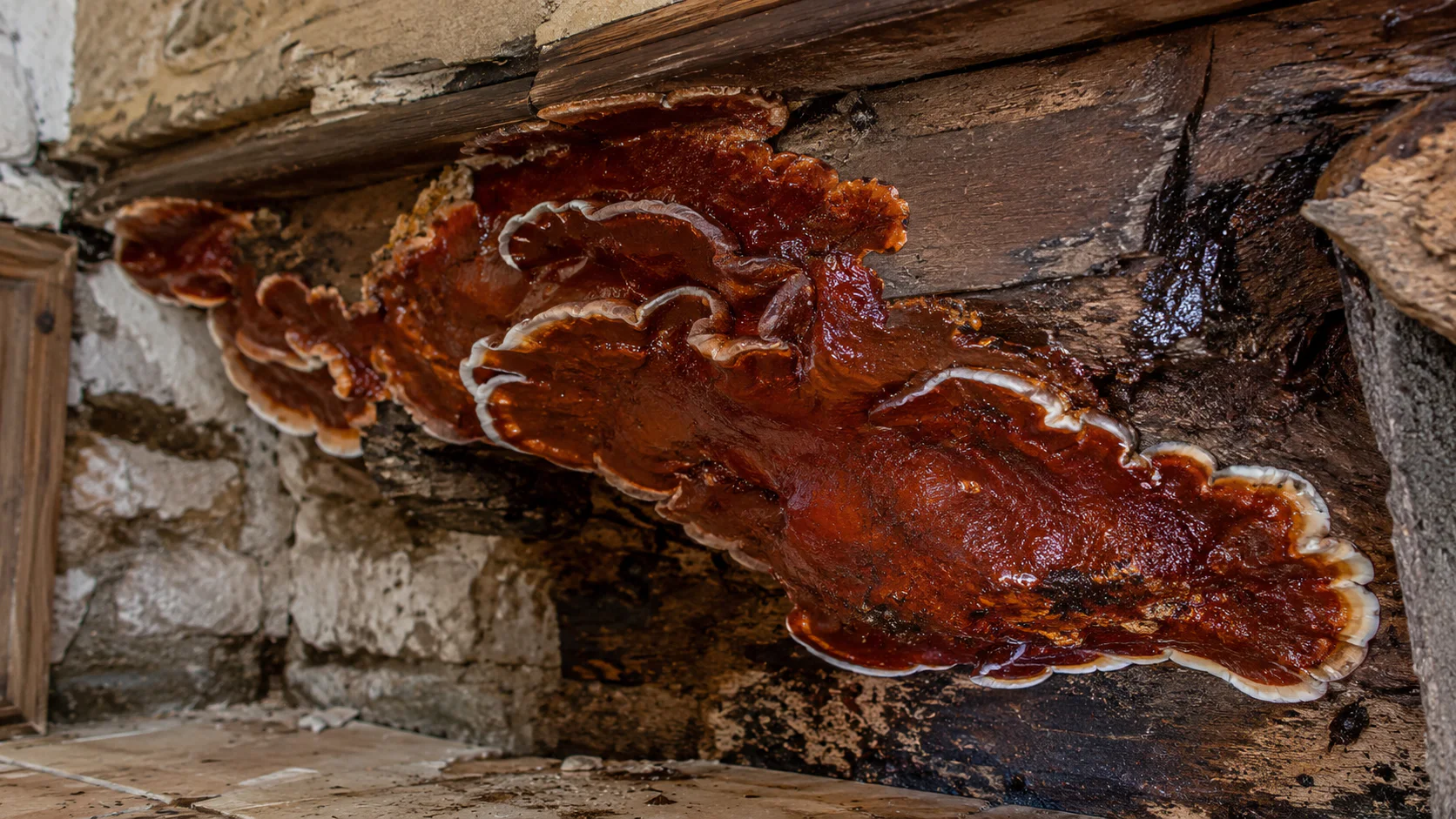 Mérule visible sur une poutre en bois dans une maison ancienne