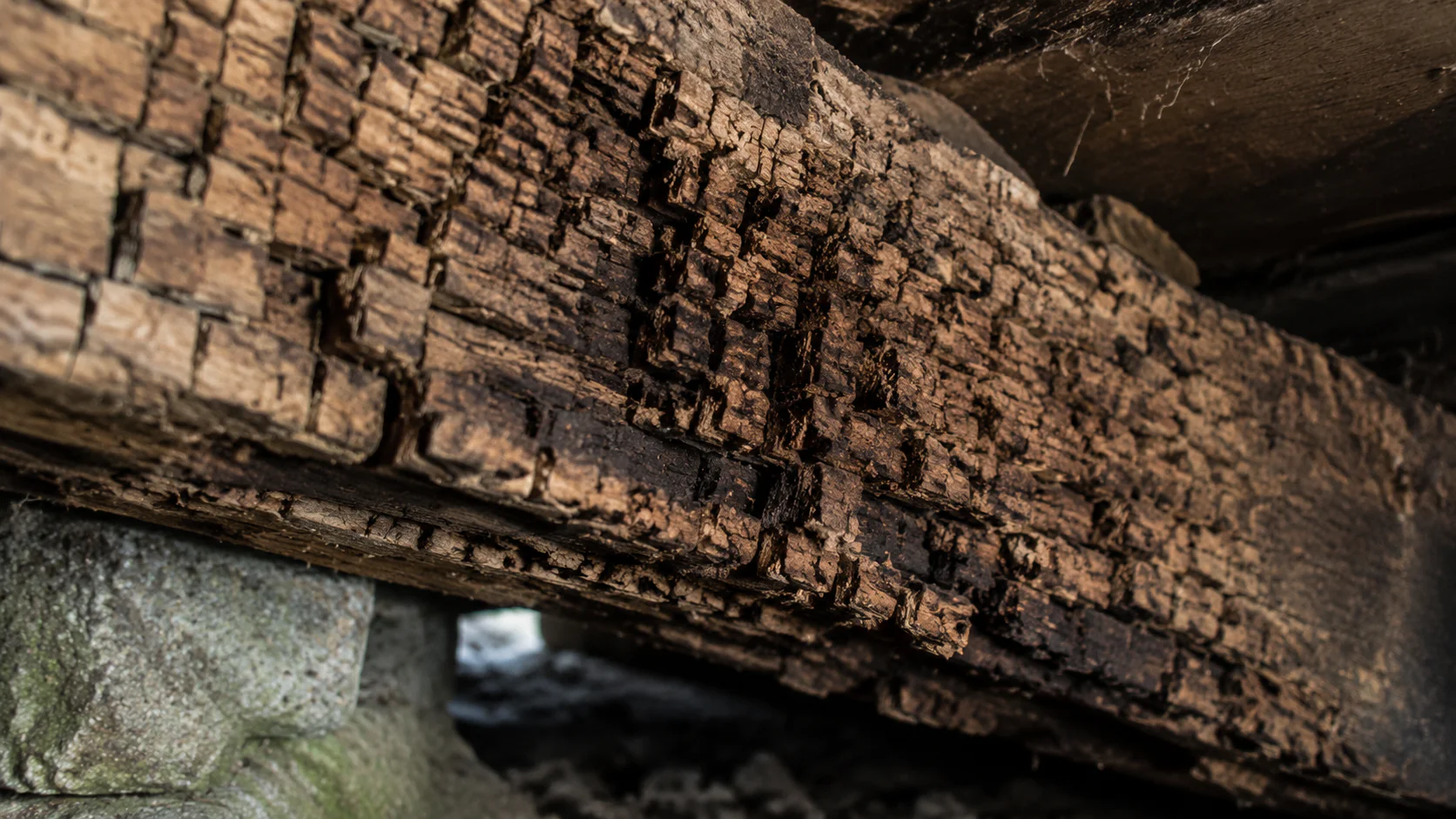 Bois cubifié caractéristique de la mérule sur lambourde