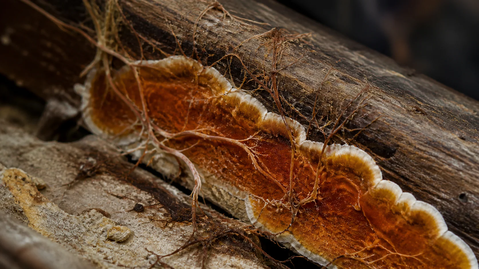 Photo Mérule Bois : Reconnaître le Champignon en Images