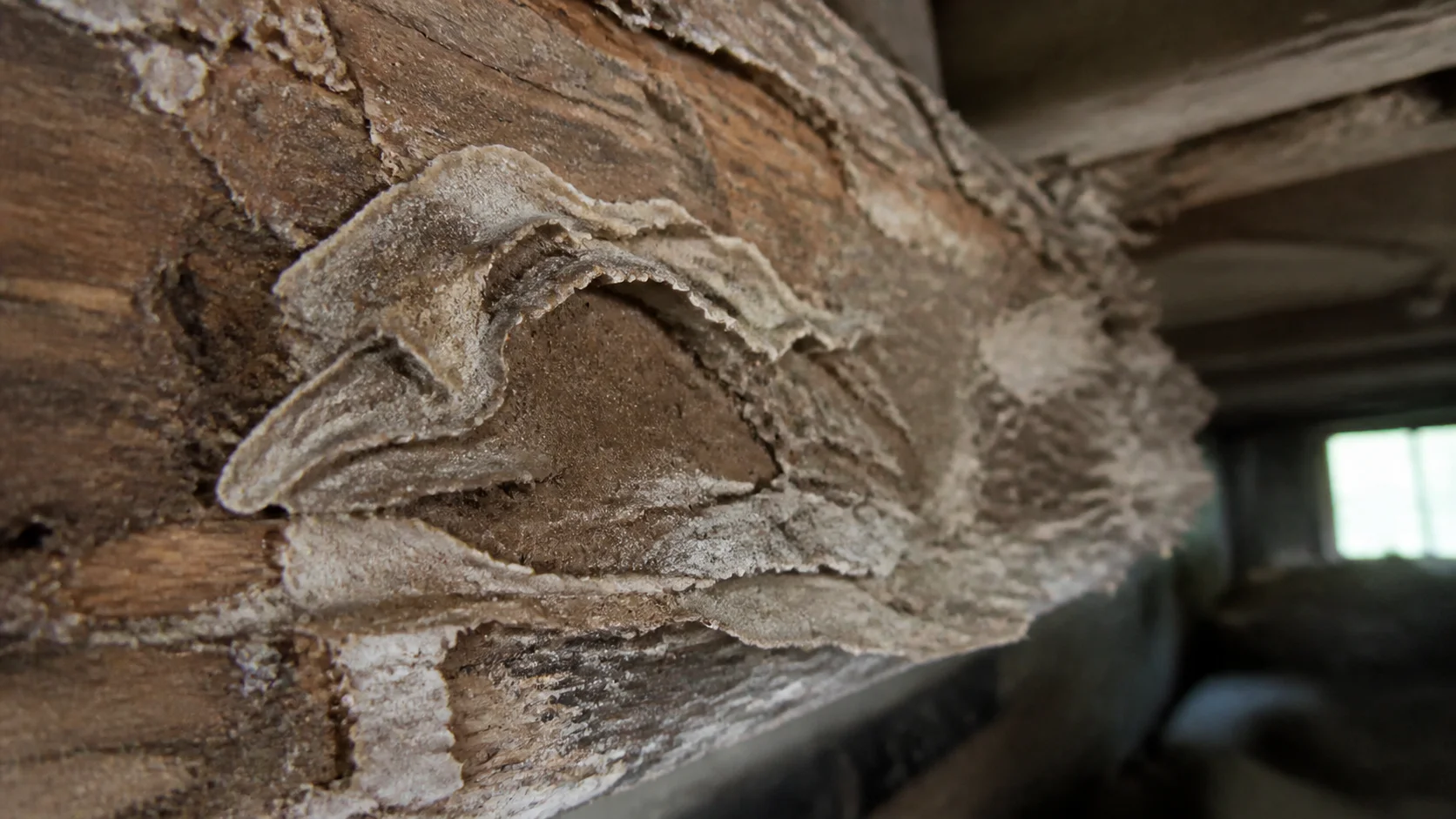 Mycélium de mérule desséché sur solive en bois ancien