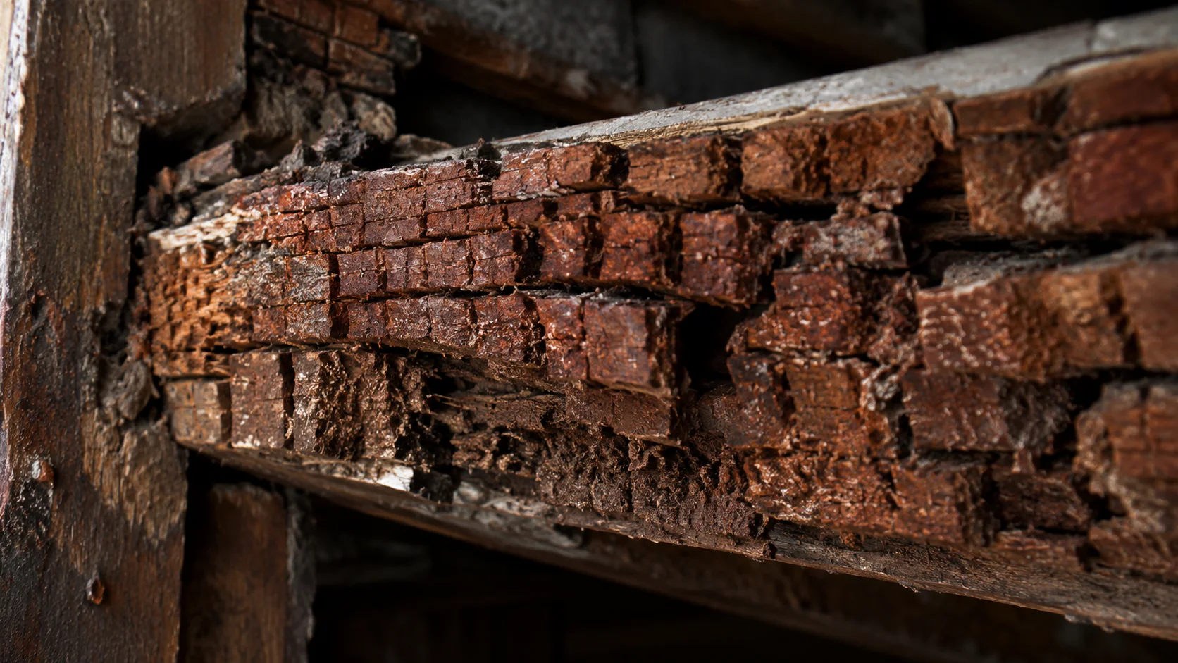 Bois craquelé en cubes caractéristique de l'attaque de mérule
