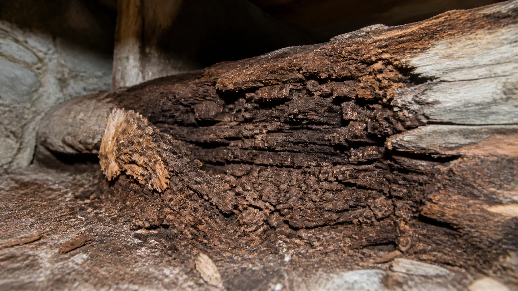 Bois dégradé par la mérule avec pourriture cubique brune