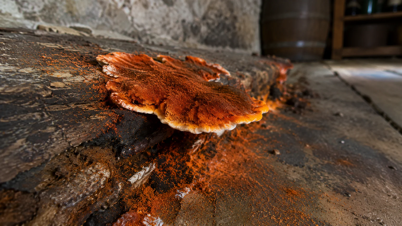 Sporophore orangé de Serpula lacrymans sur plancher en bois