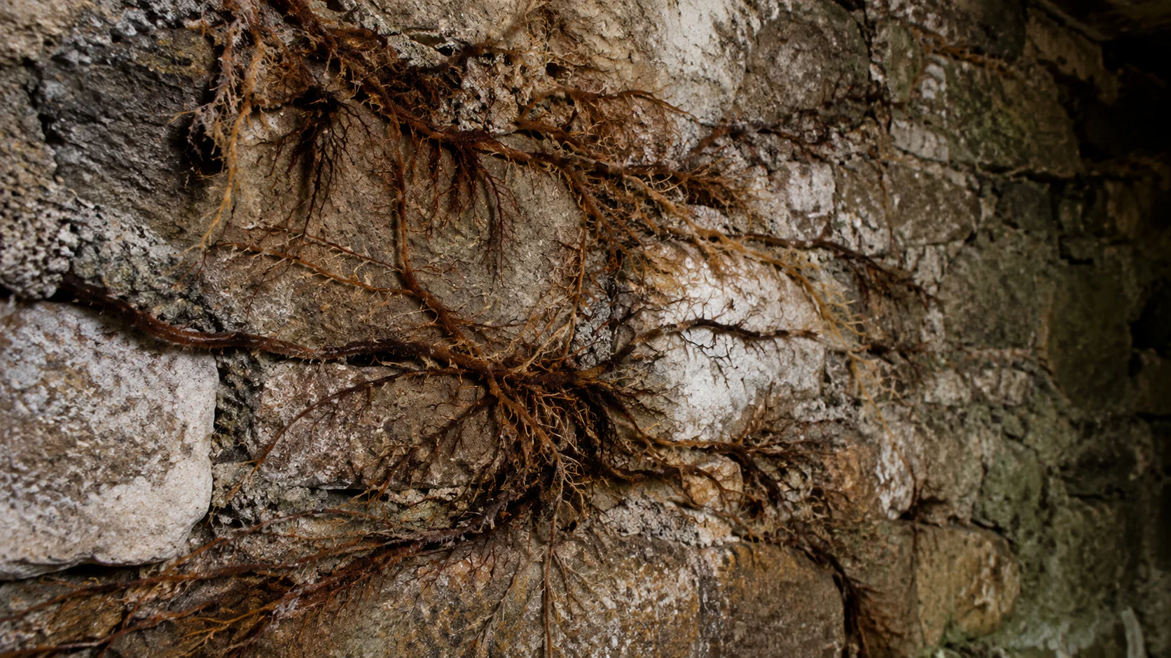 Rhizomorphes de mérule traversant un mur de pierre