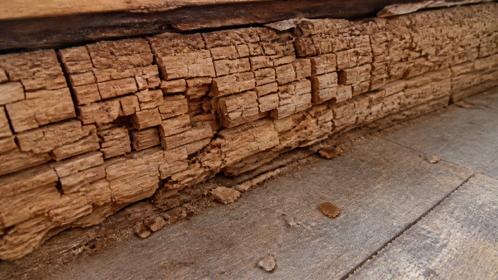 Fissures cubiques caractéristiques de la mérule sur bois de plancher