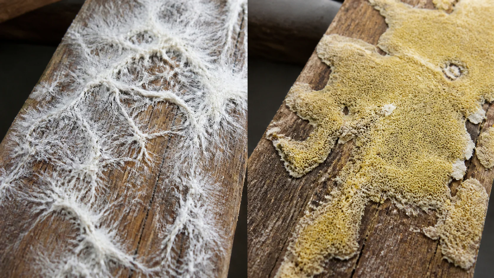 Comparaison mycélium mérule et champignon coniophore sur bois