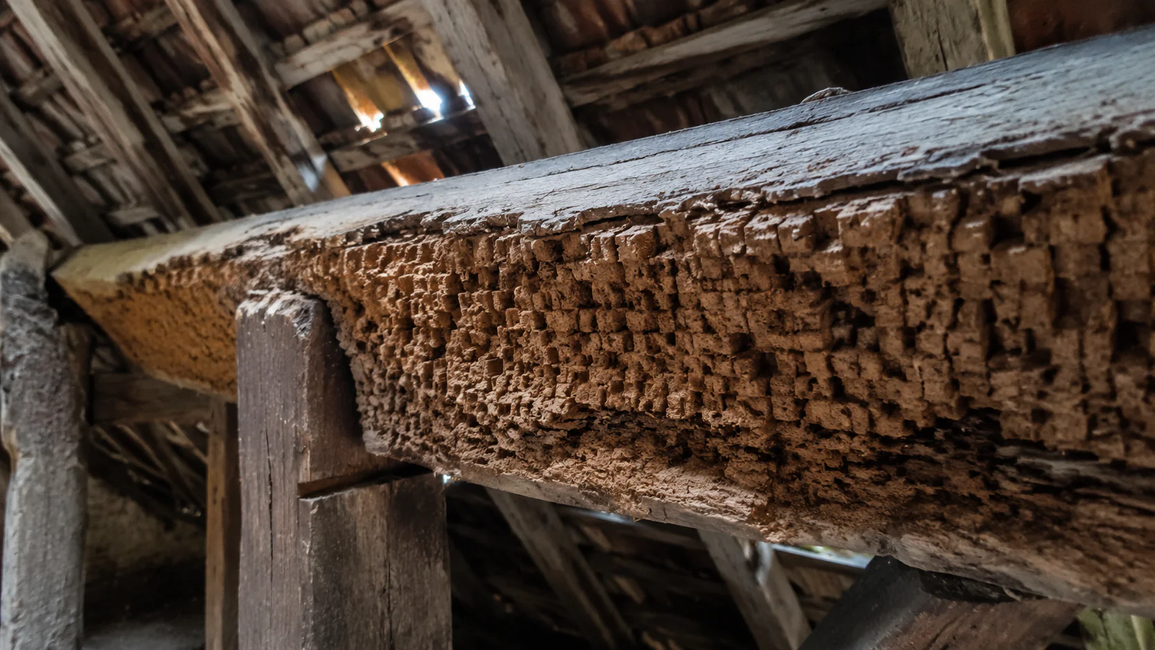 Traiter Mérule Charpente Bois Ancien : Guide Complet 2026