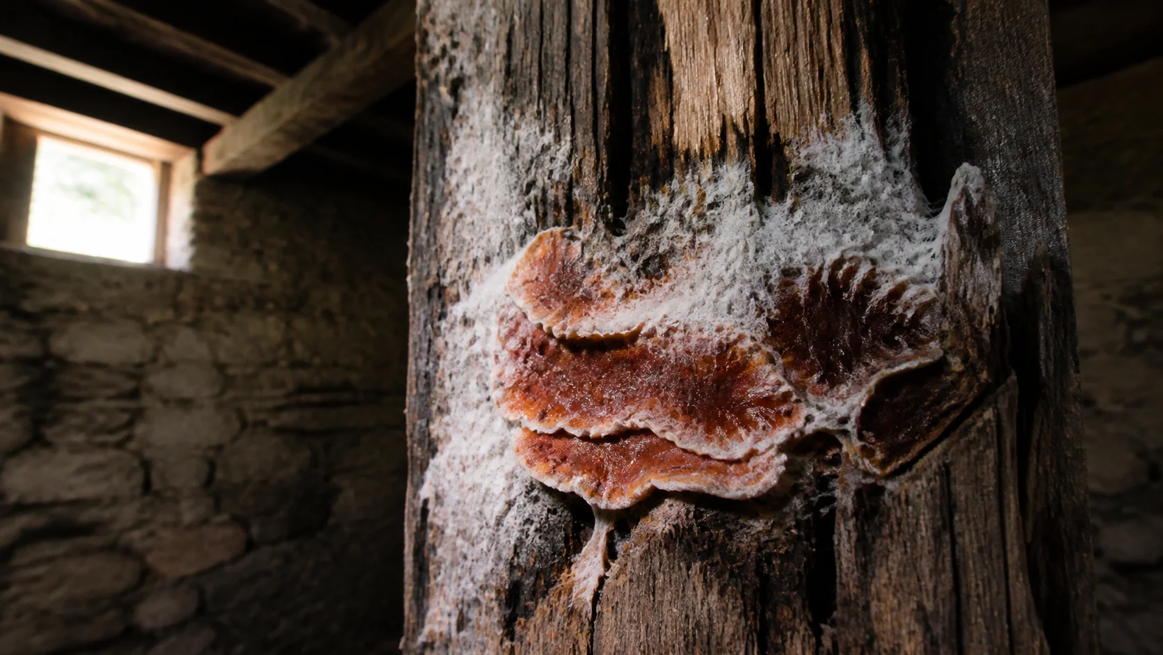 Champignon mérule sur une poutre en bois dans une vieille maison