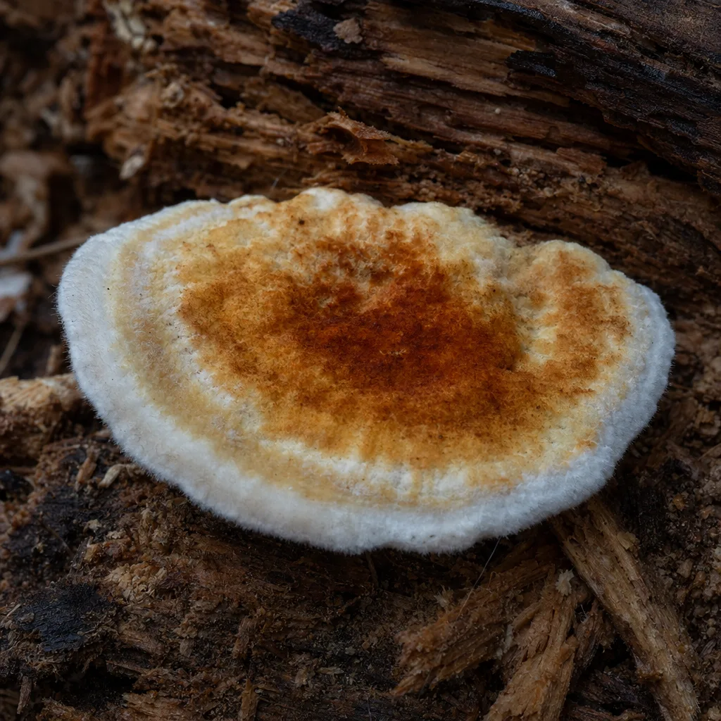 Carpophore mature de mérule pleureuse en fructification sur du bois dégradé
