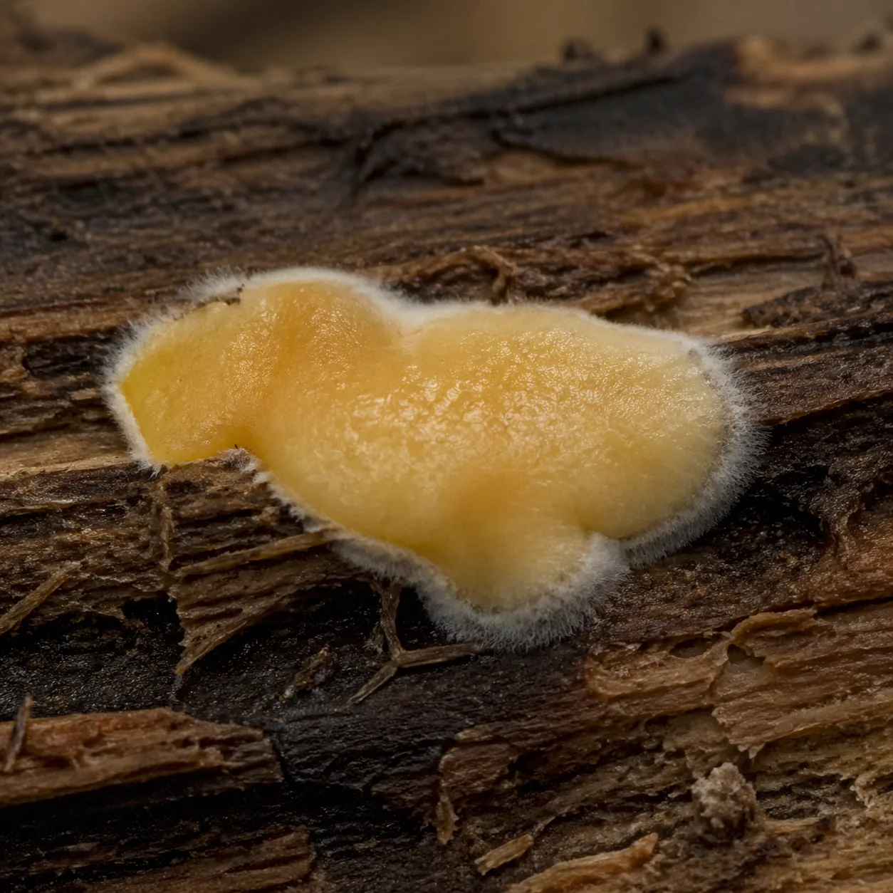 Jeune fructification de mérule en formation sur du bois humide