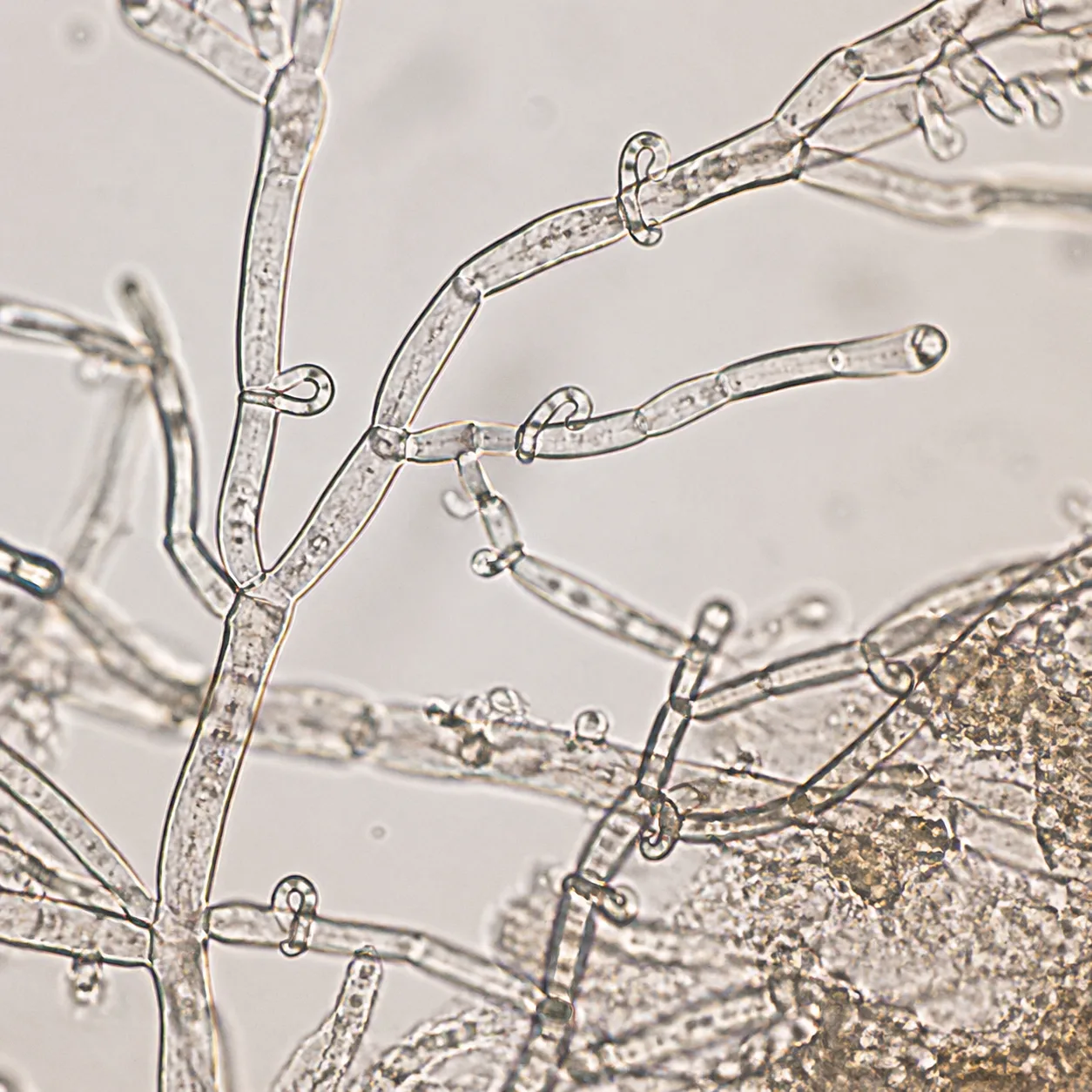 Hyphes microscopiques de la mérule en vue rapprochée scientifique