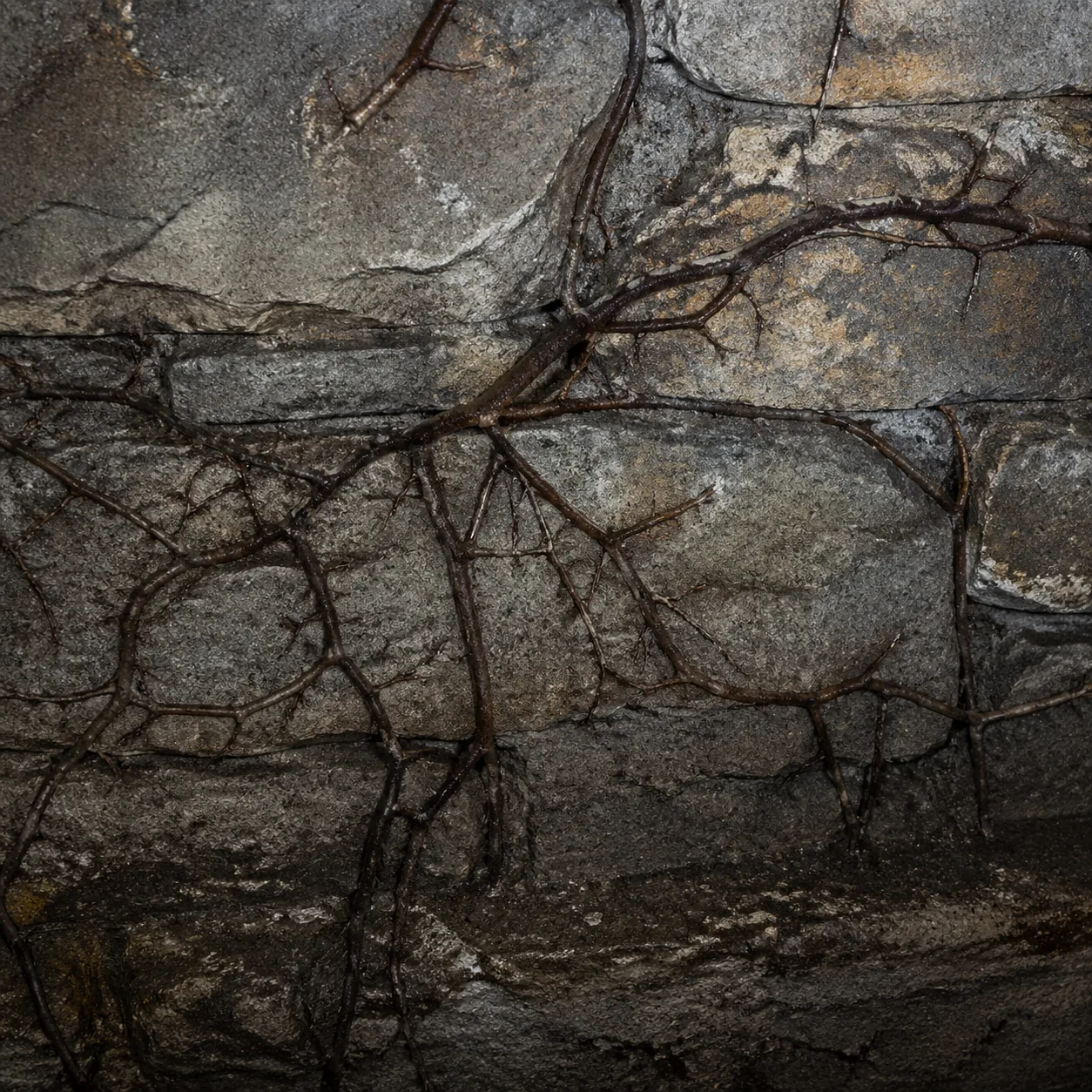 Rhizomorphes (cordons de mycélium) de la mérule traversant un mur en pierre