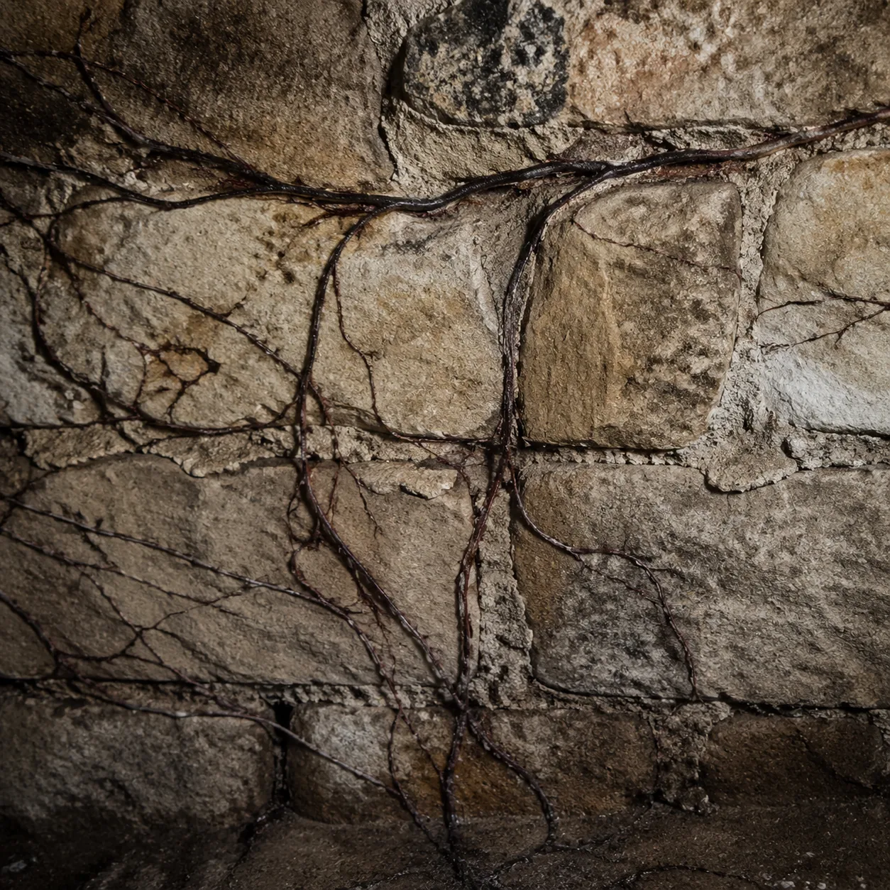 Rhizomorphes de mérule traversant les joints d'un mur en pierre